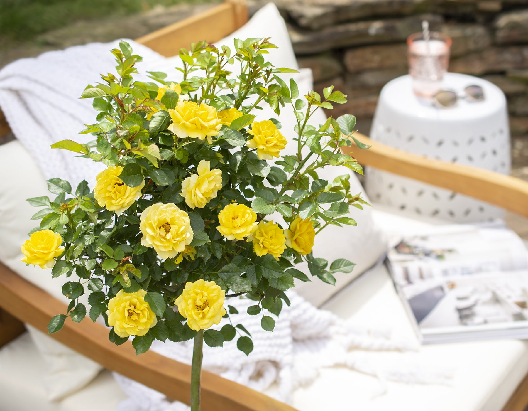 Bloomables 2G Rose Yellow Sunblaze Tree Live Plants - Walmart.com