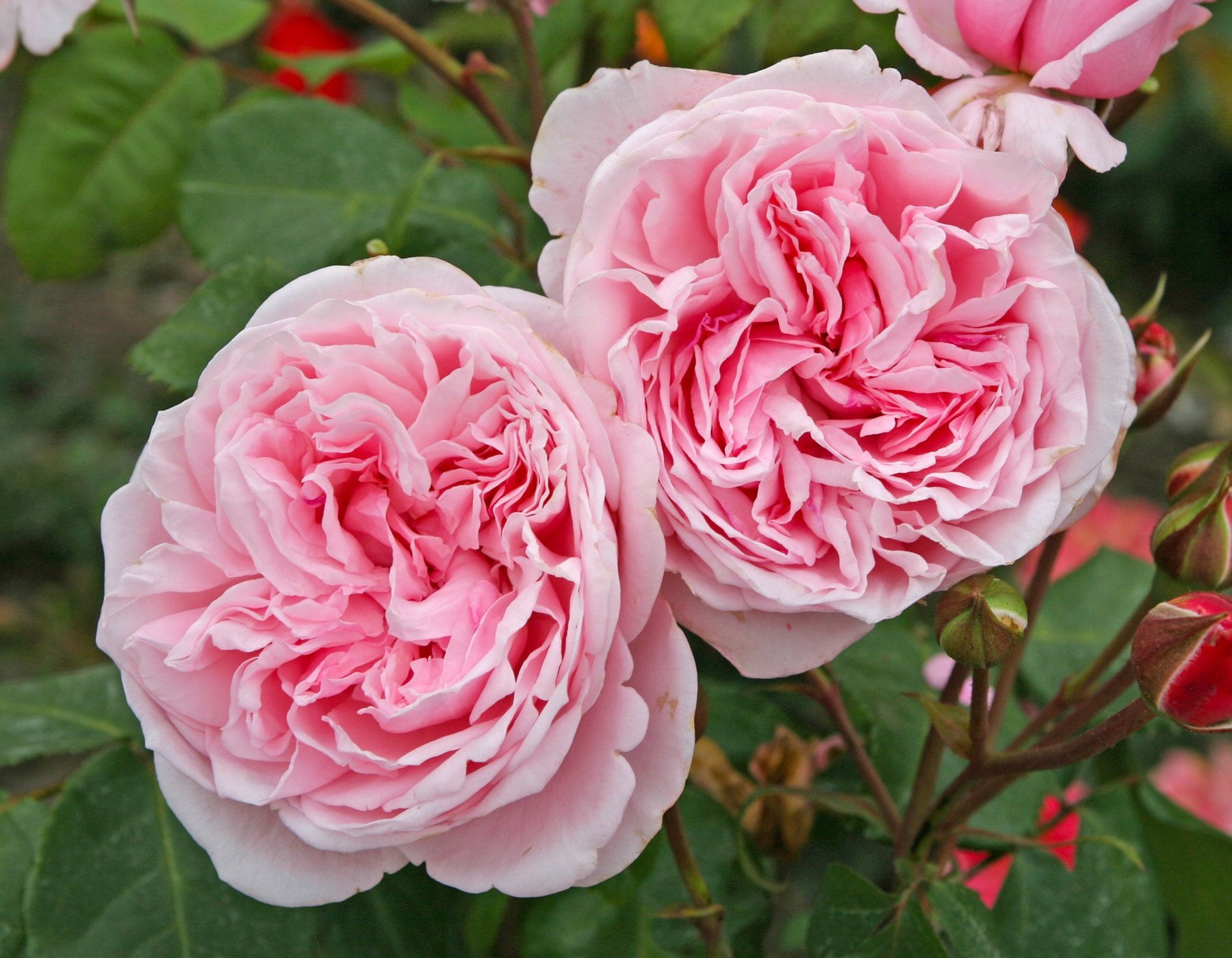 Bloomables 6 Inch Multicolor 2G Rose Live Plant - Walmart.com