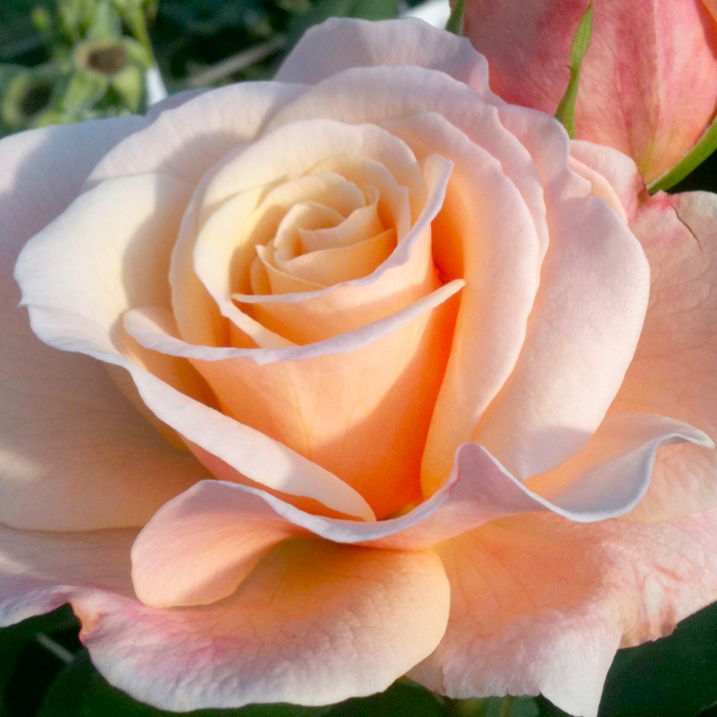 Bloomables® Bareroot Eleganza® Oh Happy Day™ Hybrid Tea Rose - Bicolor Pink Flowers - Live Plants - 2 Piece - image 1 of 6