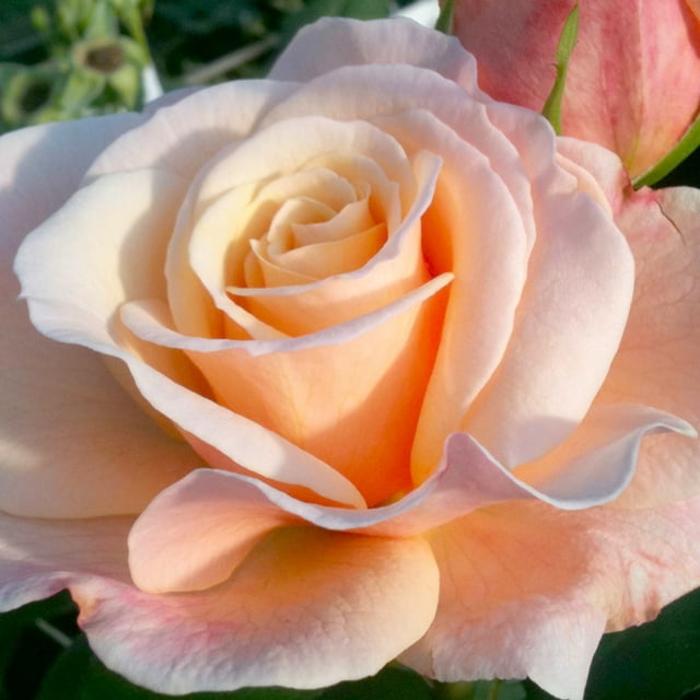 Bloomables® Bareroot Eleganza® Oh Happy Day™ Hybrid Tea Rose - Bicolor Pink Flowers - Live Plants - 2 Piece