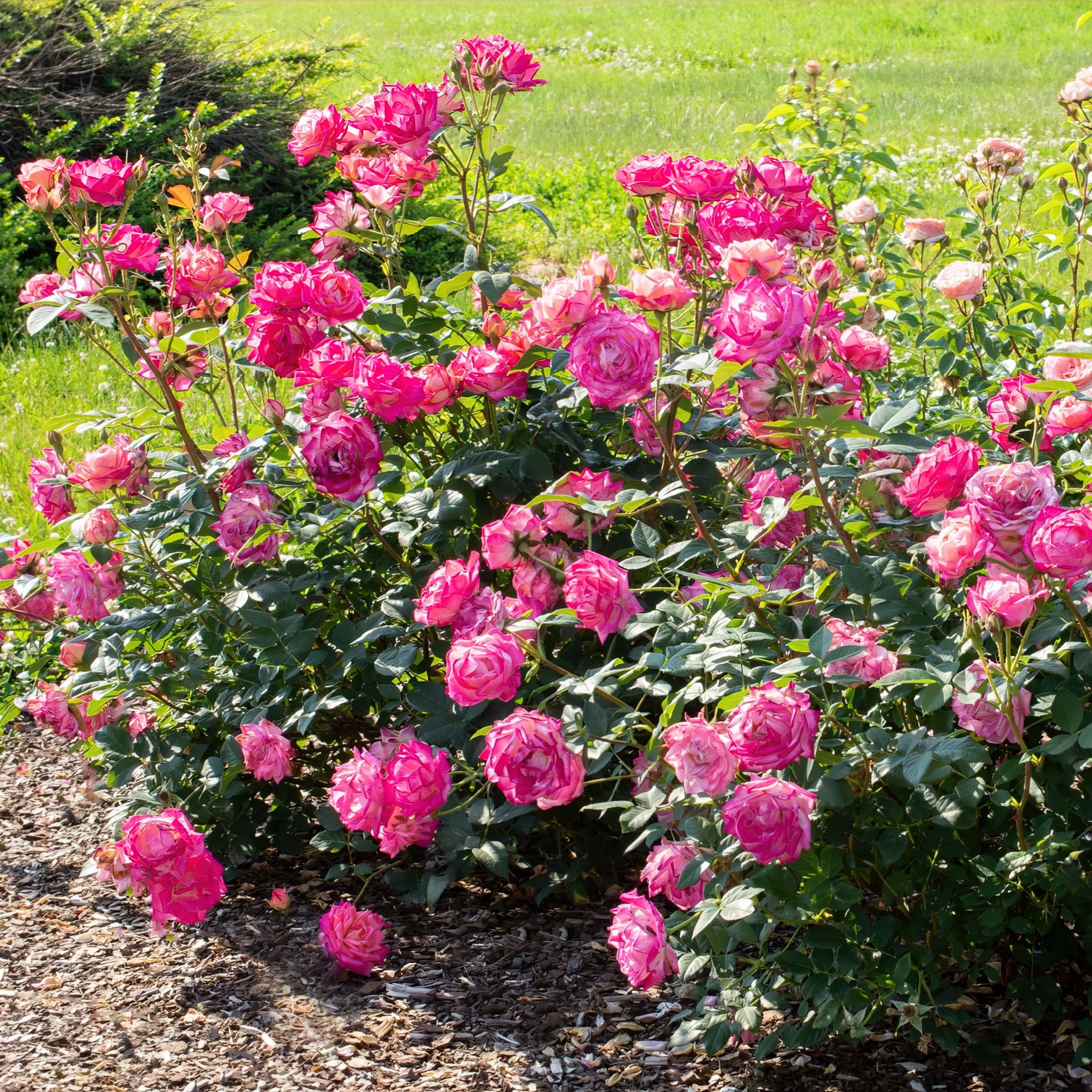 Bloomables® Bareroot Peppermint Pop ™ Rose Live Shrub with Bloomables® Bareroot Peppermint Pop ™ Rose Live Shrub with