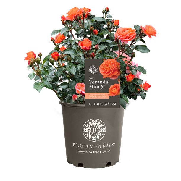 Bloomables® Bareroot Veranda® Mango Floribunda Rose - Orange Blooms ...