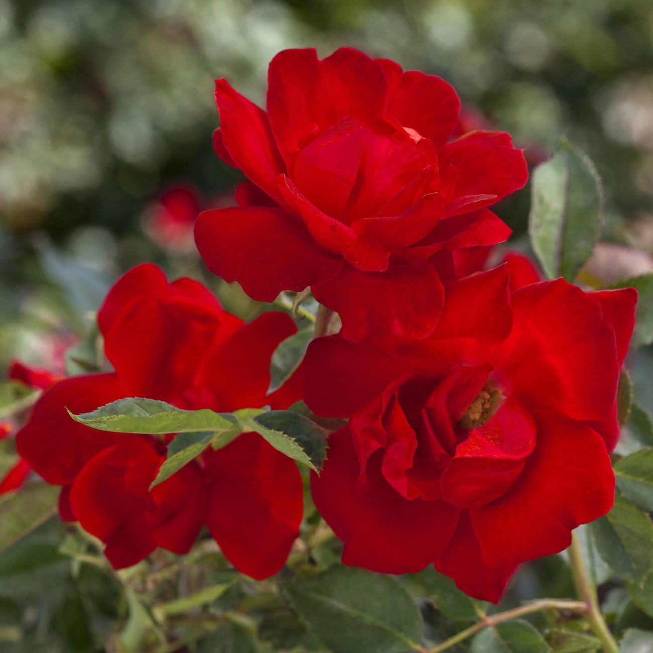 Bloomables® Rose Brickhouse® 2qt Stadium Pot, 1 Plant, Red, Full Sun