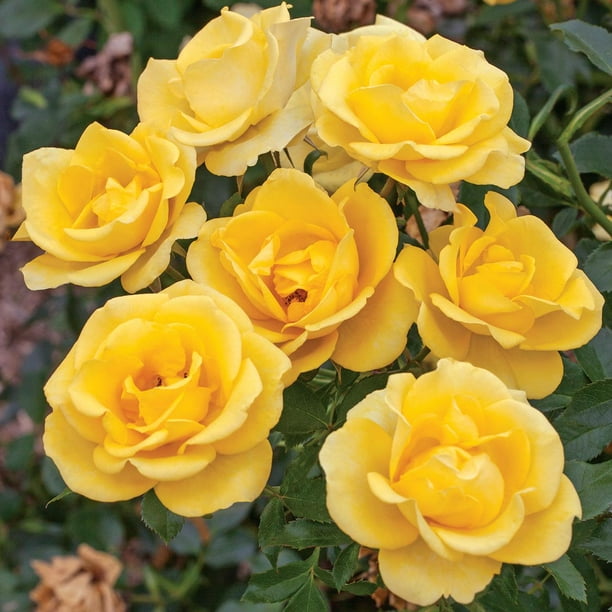 Bloomables® Rose Gilded Sun 2qt Stadium Pot, 1 Plant, Yellow, Full Sun ...