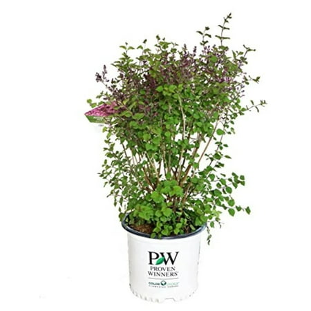 Bloomerang® Dark Purple Lilac | 2 Gallon Size Container