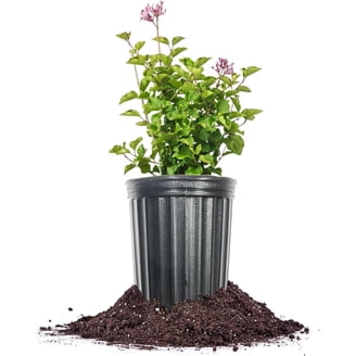 flowering almond plant 10 FLOWERING ALMOND Prunus Triloba aka Flowering Plum & Rose Tree Frag   Seedville USA