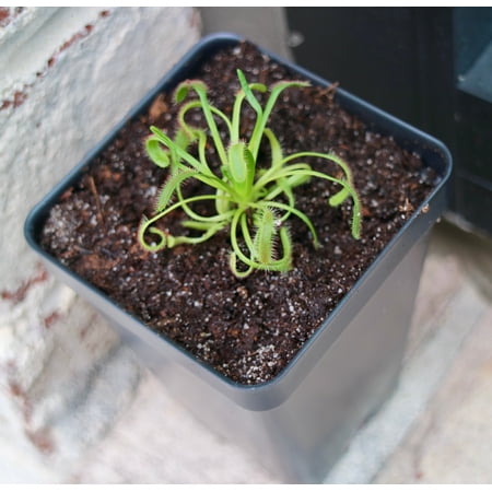 Bloomify Live Cape Sundew in Natural Soil – Gnat-Eating Carnivorous Plant with Pot, Easy Indoor Grow Kit for Beginners & Nature Enthusiasts