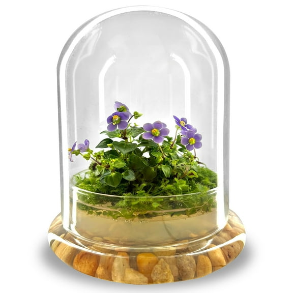 Bloomify Persian Violet lived in Terrarium Jar, real plants, a small oasis of greenery in the city, easy to grow and requiring minimal care, is a source of happiness in the home