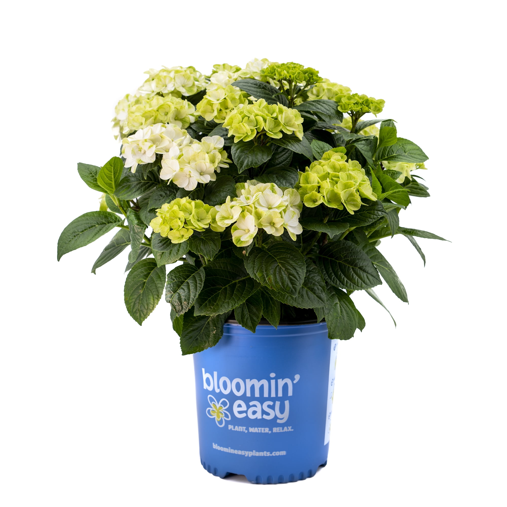 Bloomin' Easy 1 gal Grin and Tonic Reblooming Hydrangea Live Shrub, Lime Green, Bright White Flower