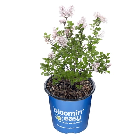 Bloomin' Easy 1 gal Pearl Potion Lilac Live Shrub