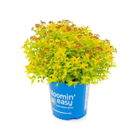 Bloomin' Easy 1 gal Pineapple Poprocks Spirea Live Shrub