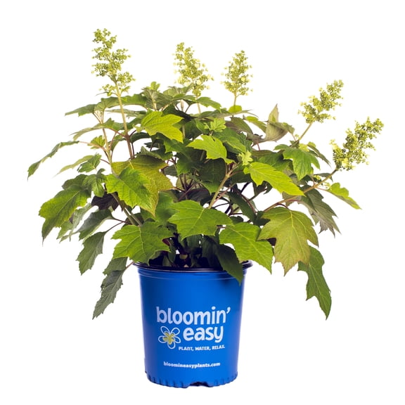 Bloomin' Easy 1 gal Toy Soldier Oakleaf Hydrangea Live Shrub
