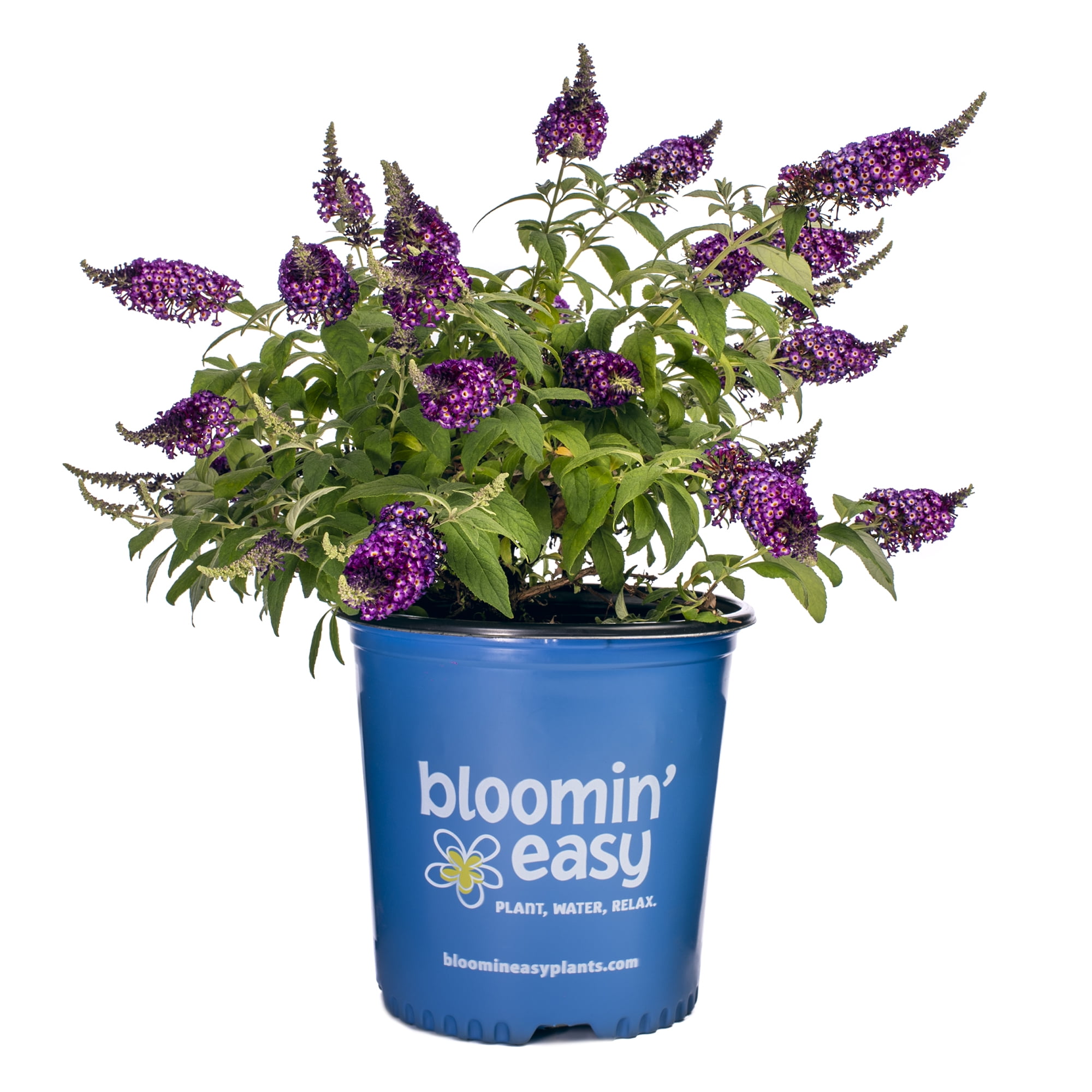 Bloomin' Easy 2 gal Blueberry Pie Butterfly Bush Live Shrub, Vibrant Purple-Blue Flower