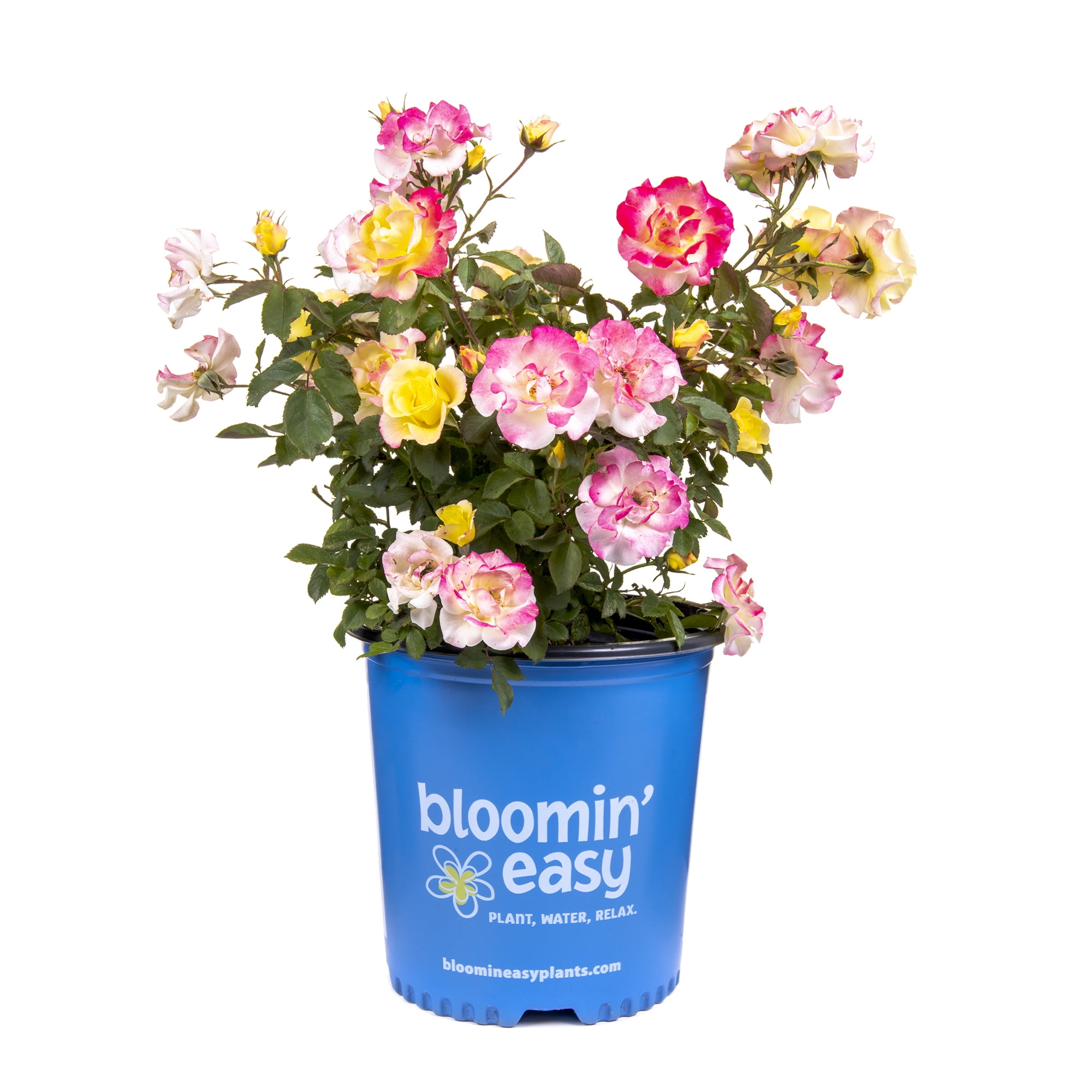 Bloomin' Easy 2 gal Gumball Goody Rose Live Shrub, Double Flowers