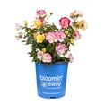 thumbnail image 1 of Bloomin' Easy 2 gal Gumball Goody Rose Live Shrub, Double Flowers, 1 of 1