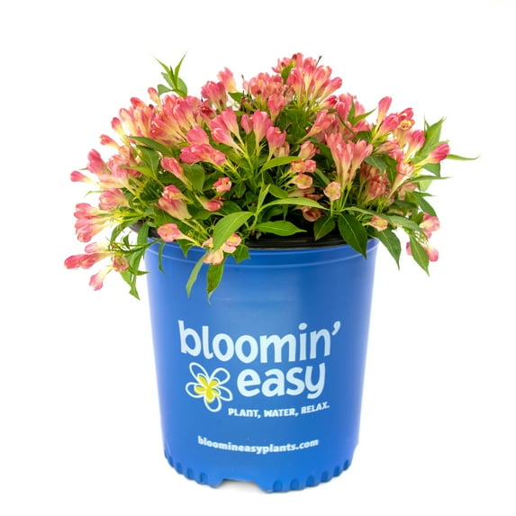 Bloomin' Easy 2 gal Peach Kisses Weigela Live Shrub