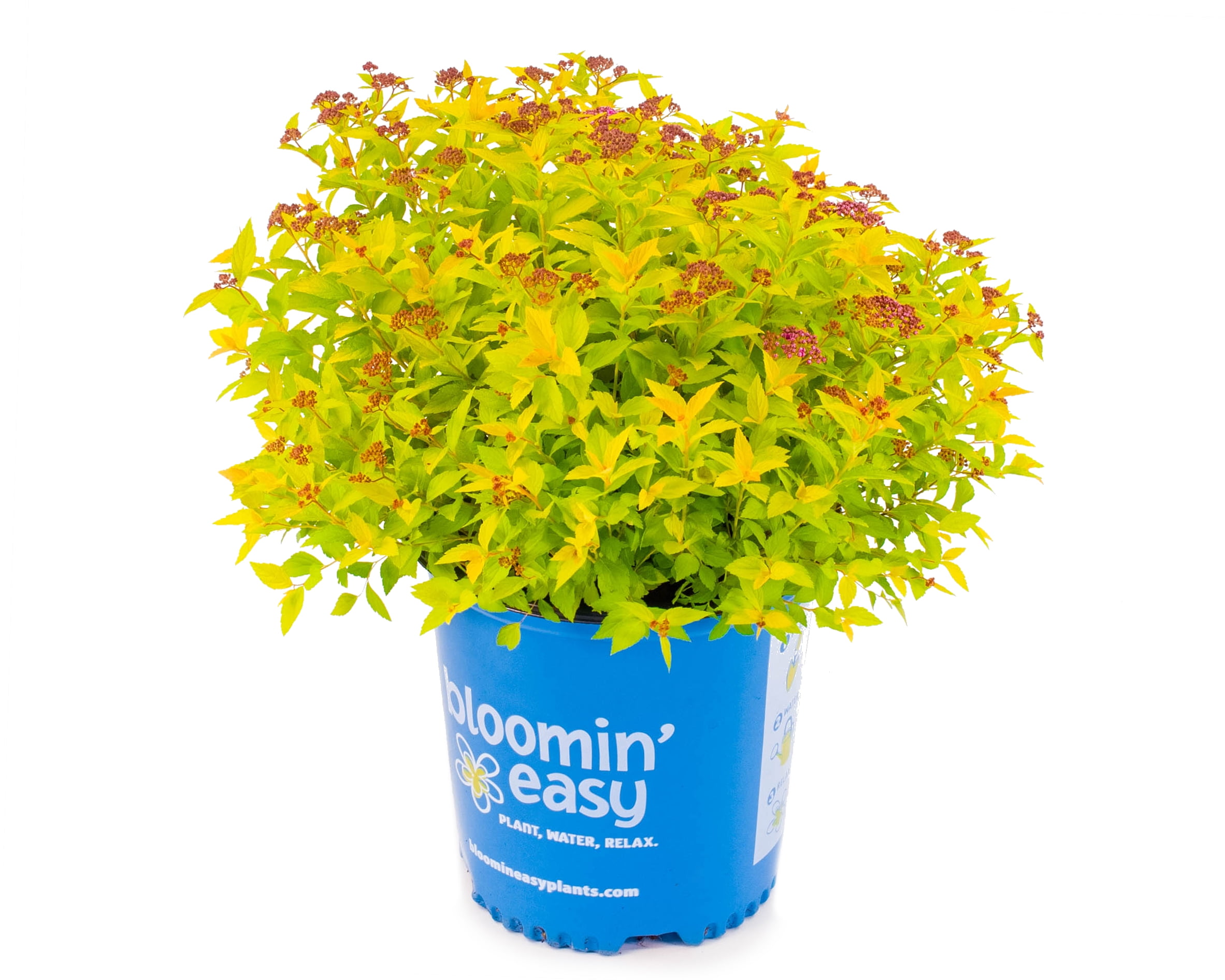 Bloomin' Easy 2 gal Pineapple Poprocks Spirea Live Shrub