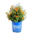 thumbnail image 1 of Bloomin Easy 2 gal Potentilla Bella Sol Live Shrubs, 1 of 8