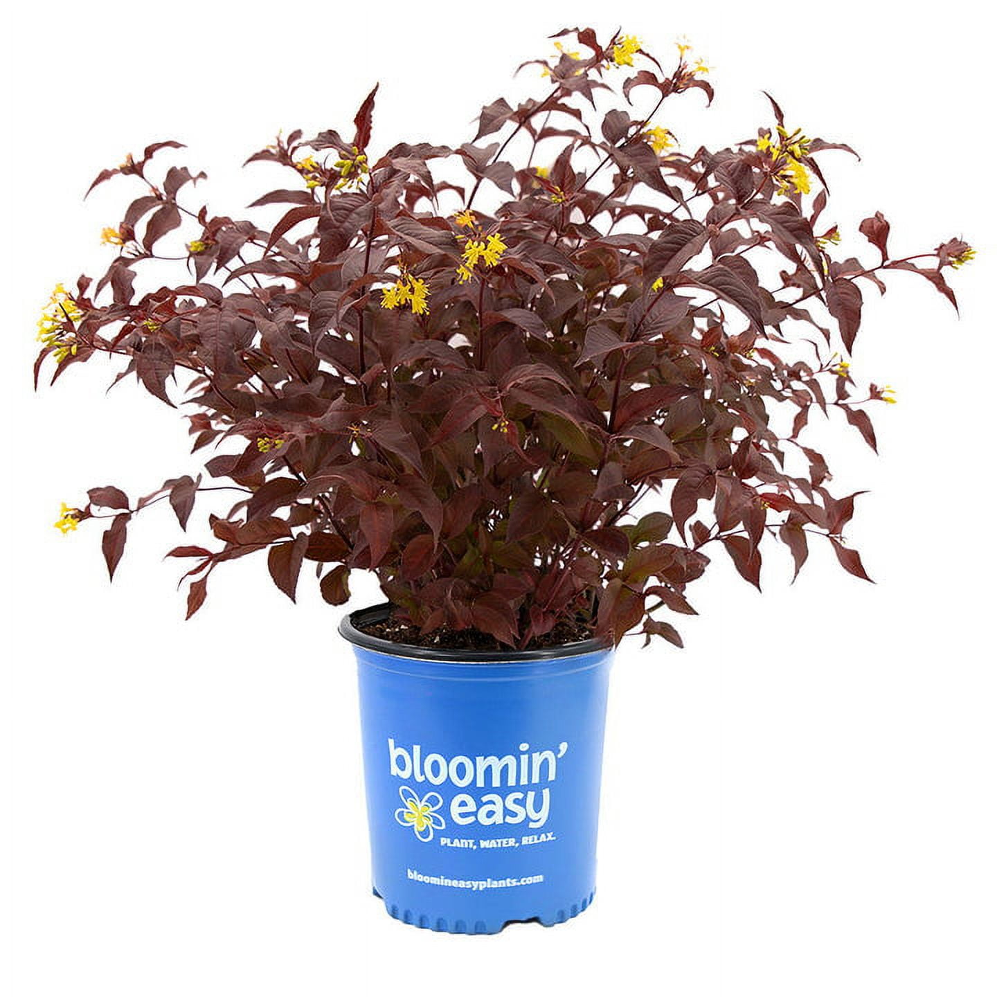 Bloomin Easy 2G Diervilla Nightglow Live Plants Full Sun Yellow