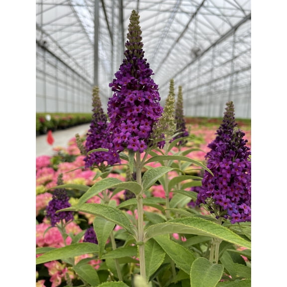 Bloomin' Easy Birthday Cake Butterfly Bush Live Shrub, Rich Pink Flower