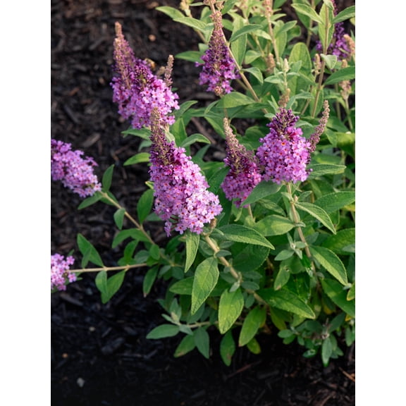 Bloomin' Easy Birthday Cake Butterfly Bush Live Shrub, Rich Pink Flower