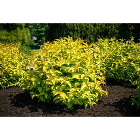 Bloomin' Easy Firefly Honeysuckle Live Shrub