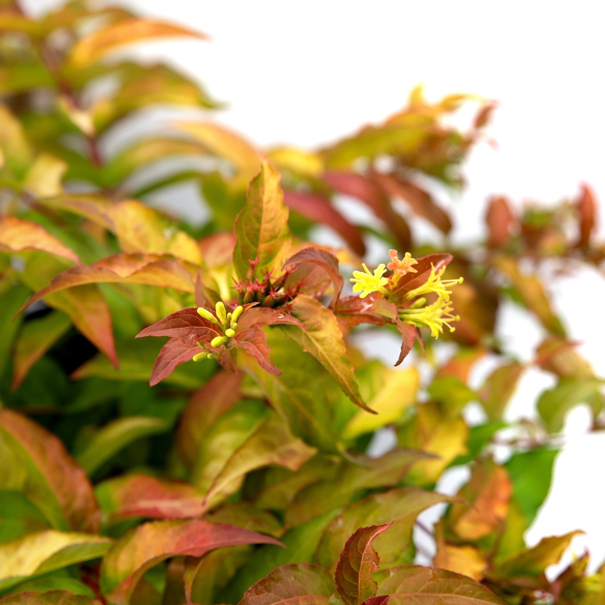 Bloomin' Easy Firefly Honeysuckle Shrub