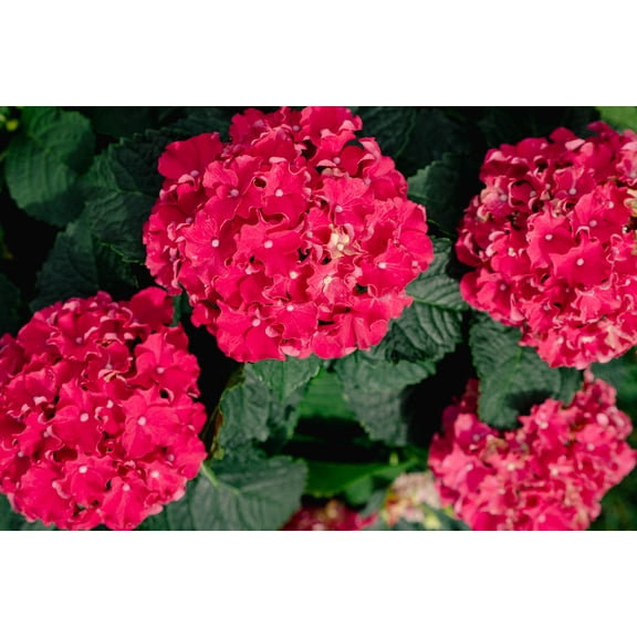 Bloomin' Easy Frill Ride Reblooming Hydrangea Live Shrub, Rich Pink Flower