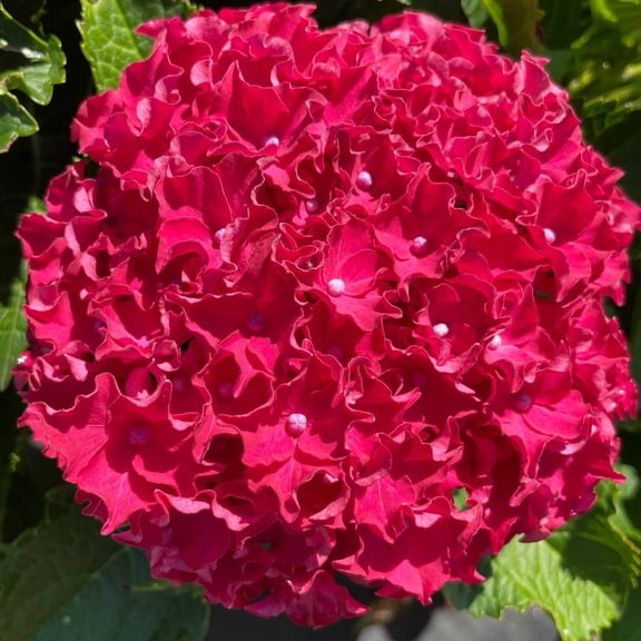 Bloomin' Easy Frill Ride Reblooming Hydrangea Live Shrub, Rich Pink Flower