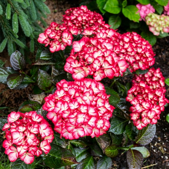 Bloomin' Easy® Hydrangea Kimono® 4" Potted Rocketliners® Set of 3 Plants by Van Zyverden Multicolor Full Sun Flowering 3 lbs