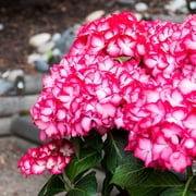 Jumbo Pint Kimono Bigleaf Hydrangea (Macrophylla) Live Shrub, Wine Red and White Flowers