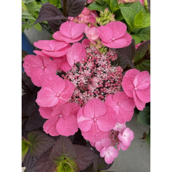 Bloomin' Easy Pink Dynamo Mountain Hydrangea Live Shrub