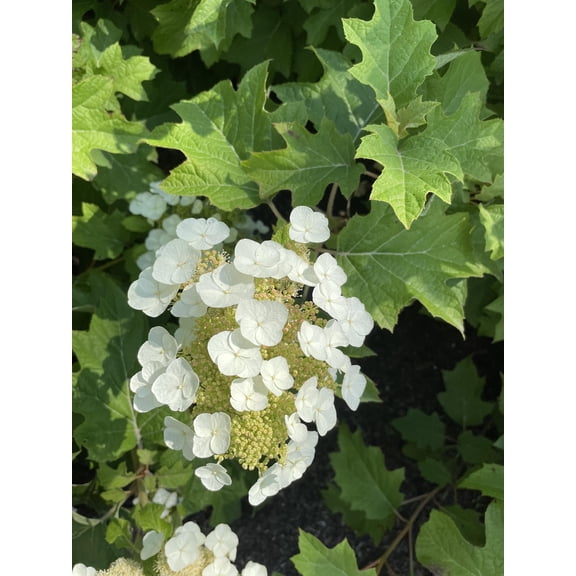 Bloomin' Easy Toy Soldier Oakleaf Hydrangea Live Shrub