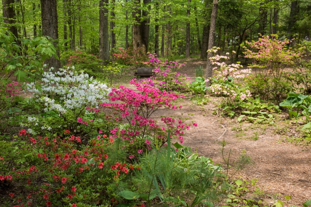 Blooming Azaleas at Azalea Path Arboretum And Botanical Gardens Hazleton Gibson County Indiana USA Canvas Art - Panoramic Images (18 x 24)