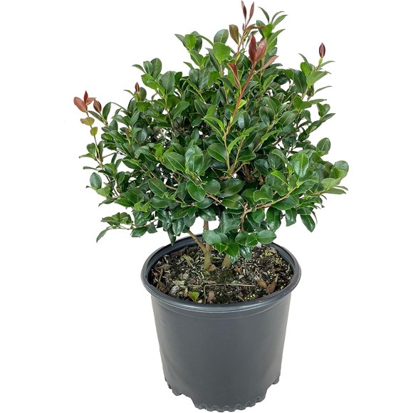 Camellia Blooming Winter