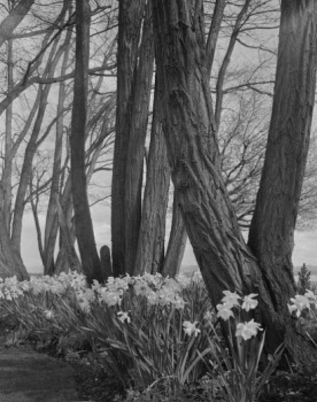 Blooming Daffodils Canvas Art -  (18 x 24)