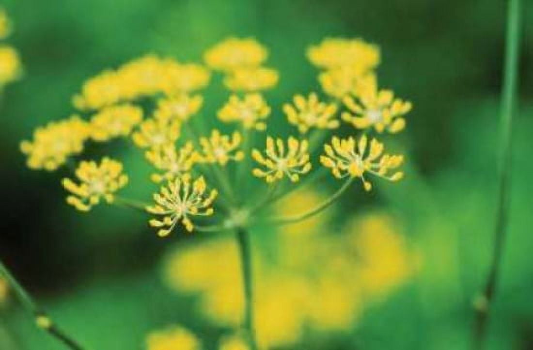 Blooming Dill Canvas Art - Bob Stefko (24 x 36)