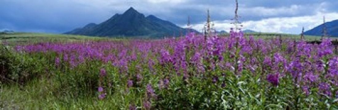Blooming Fireweed in Ogilvie Mountains Canvas Art - Paul Souders DanitaDelimont (33 x 11)