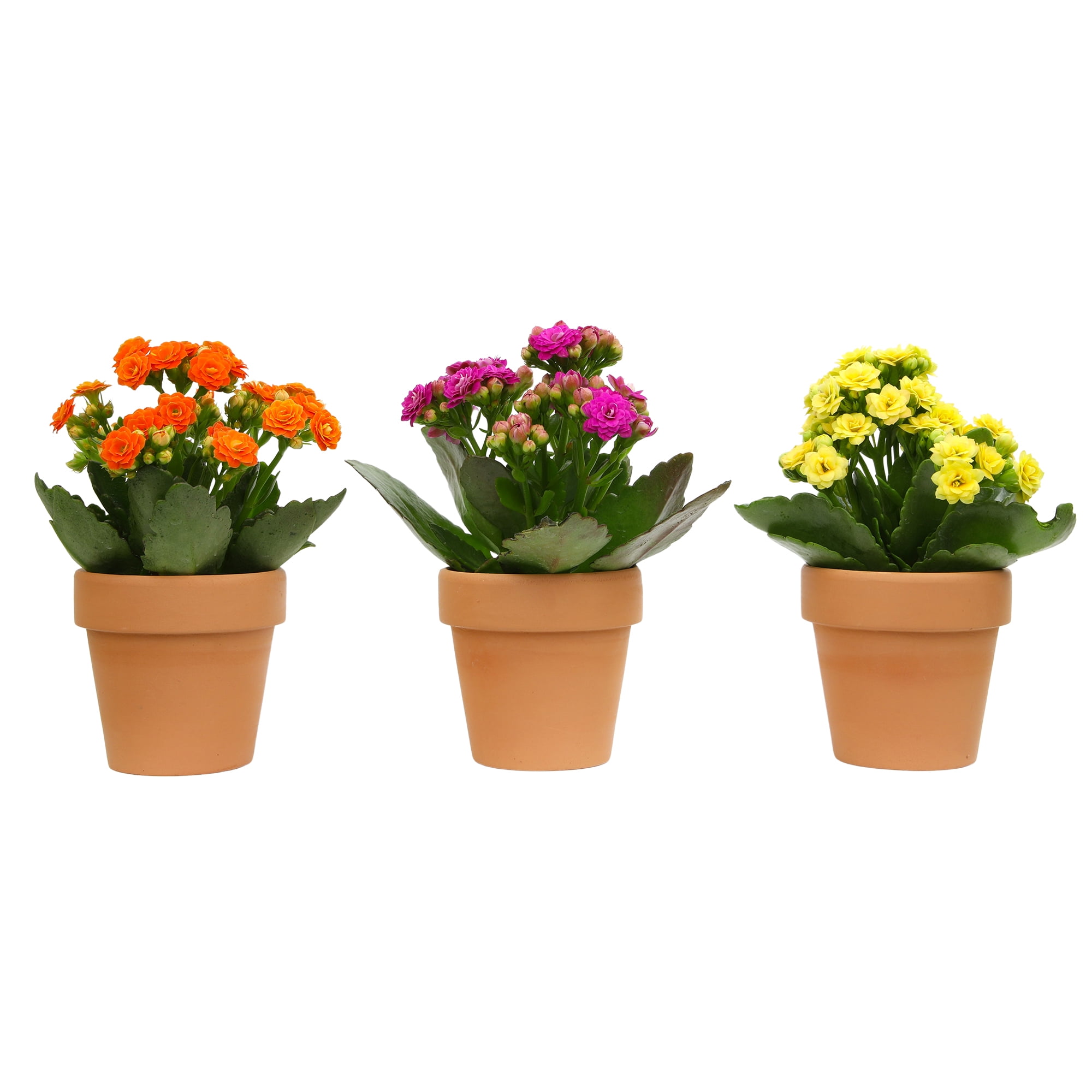 Blooming Kalanchoe Décor | 3 Live Succulent Plants in 2.5" Clay Planters | Element by Altman Plants