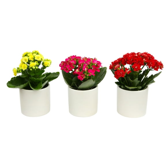 Blooming Kalanchoe Décor | 3 Live Succulent Plants in 2.5" White Planters | Element by Altman Plants