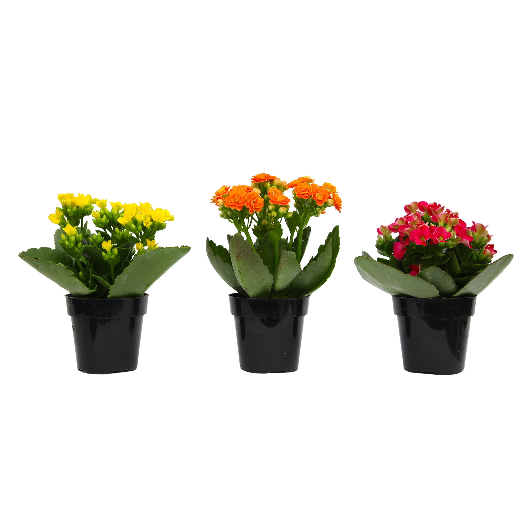 Blooming Kalanchoe Succulents | 3 Plants, 2.5in. Grow Pots; Filtered Sun | Element by Altman Plants