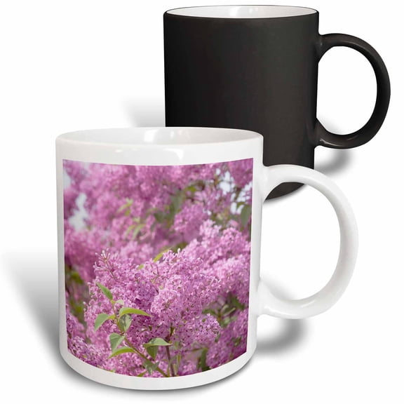 3drose, Blooming Lilac Bush. Clusters of Beautiful Pink Flowers., 11oz Magic Transforming Mug