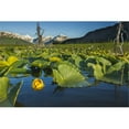 thumbnail image 1 of Blooming Lily Pads Near Placer Valley Along Turnagain Arm Southcentral Alaska Summer Poster Print by Carl Johnson - 38 x 24 - Large, 1 of 1