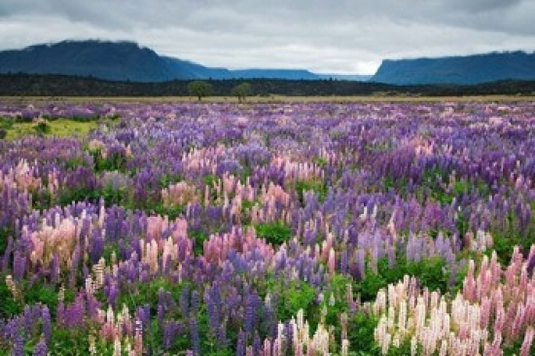 Blooming Lupine Near Town of TeAnua South Island New Zealand Canvas Art - Jaynes Gallery DanitaDelimont (36 x 24)