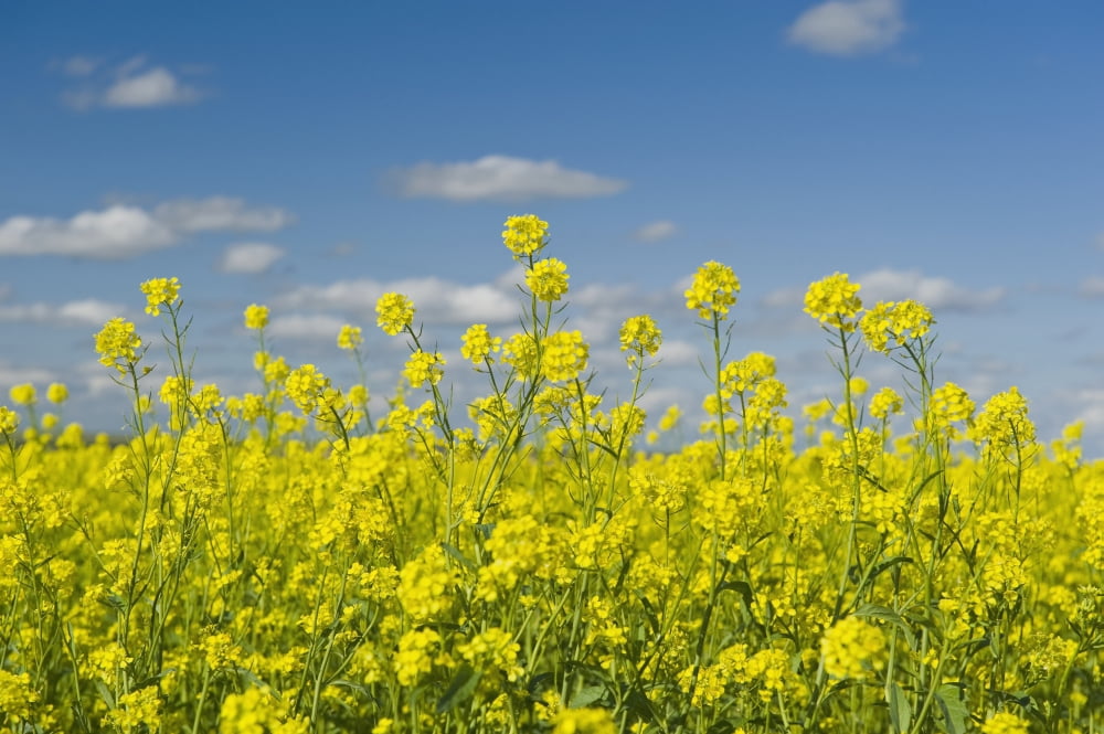 Blooming Mustard Field Ponteix Saskatchewan Canada Canvas Art - Dave Reede Design Pics (18 x 12)