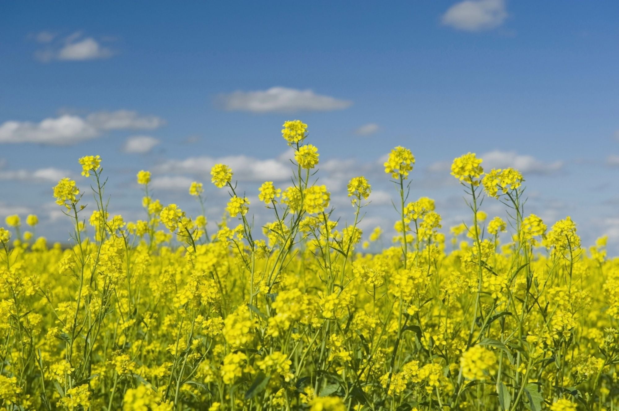 Blooming Mustard Field Ponteix Saskatchewan Canada Canvas Art - Dave Reede Design Pics (36 x 24)