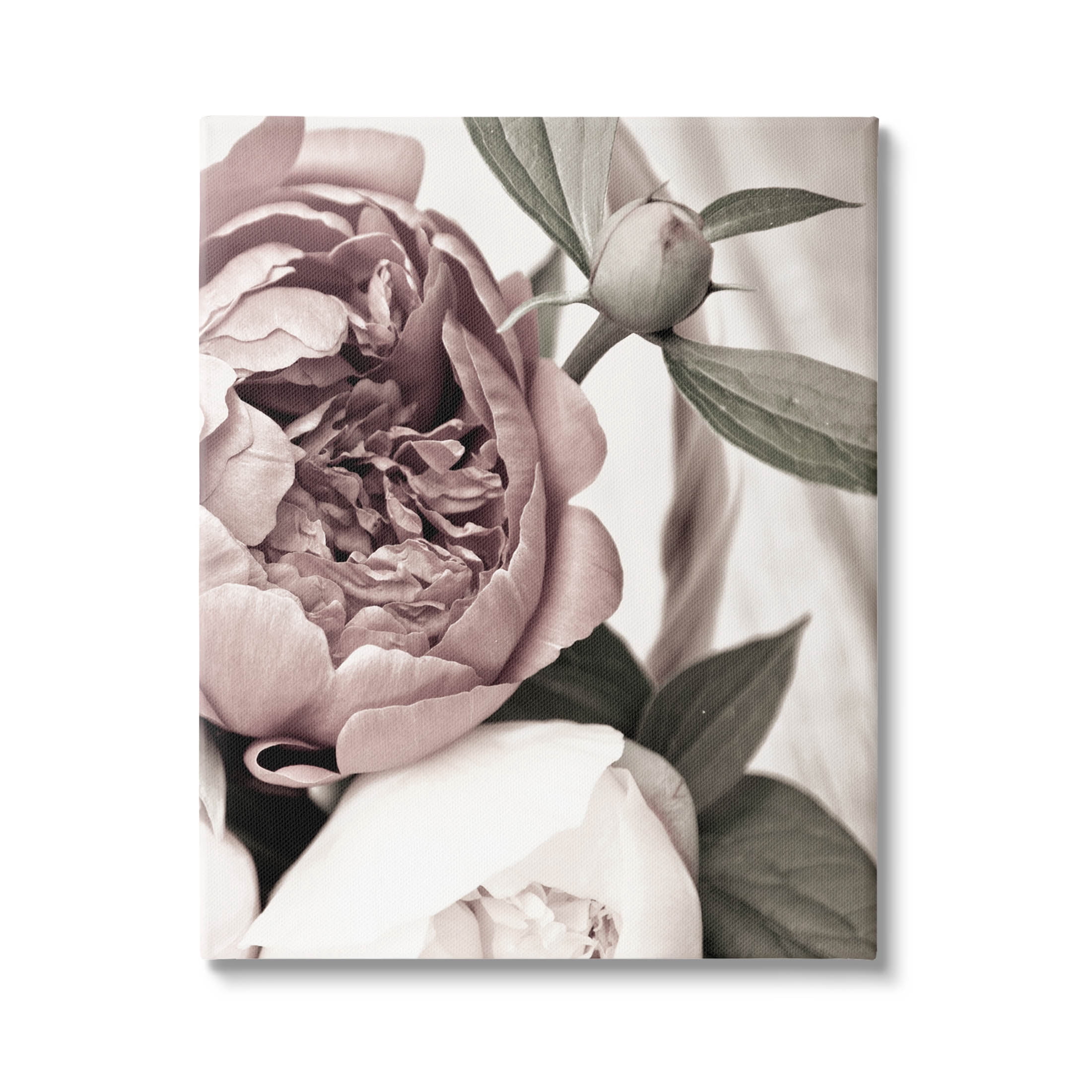 Blooming Peony Flower Buds Botanical & Floral Photograph Gallery Wrapped Canvas Print Wall Art