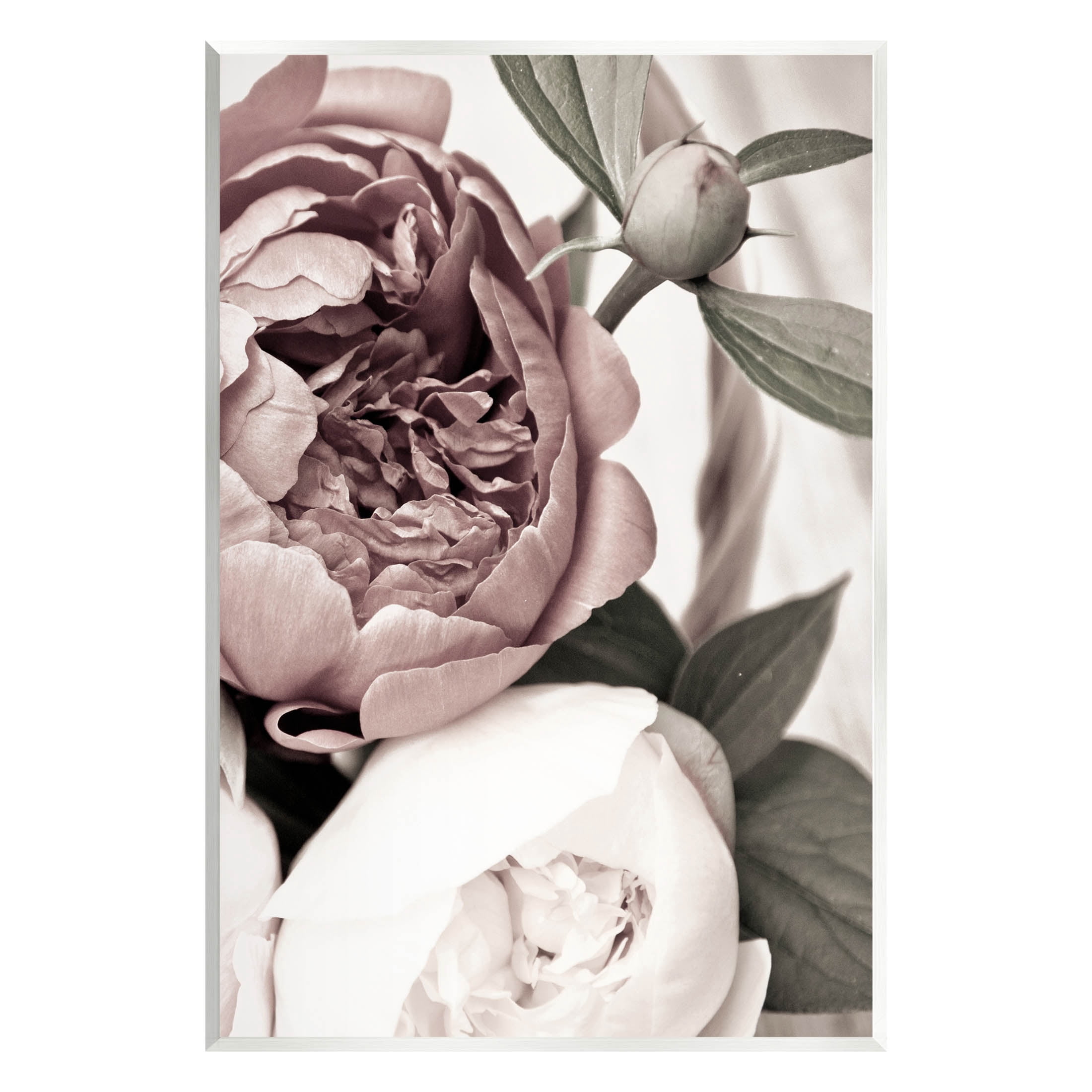 Blooming Peony Flower Buds Botanical & Floral Photograph Unframed Art Print Wall Art