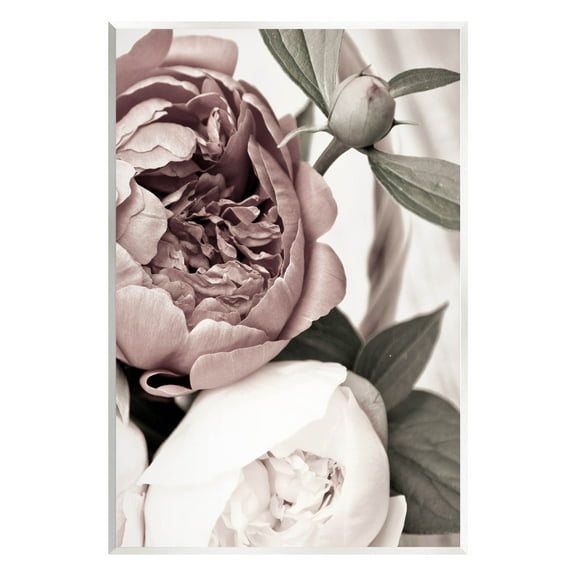 Blooming Peony Flower Buds Botanical & Floral Photograph Unframed Art Print Wall Art