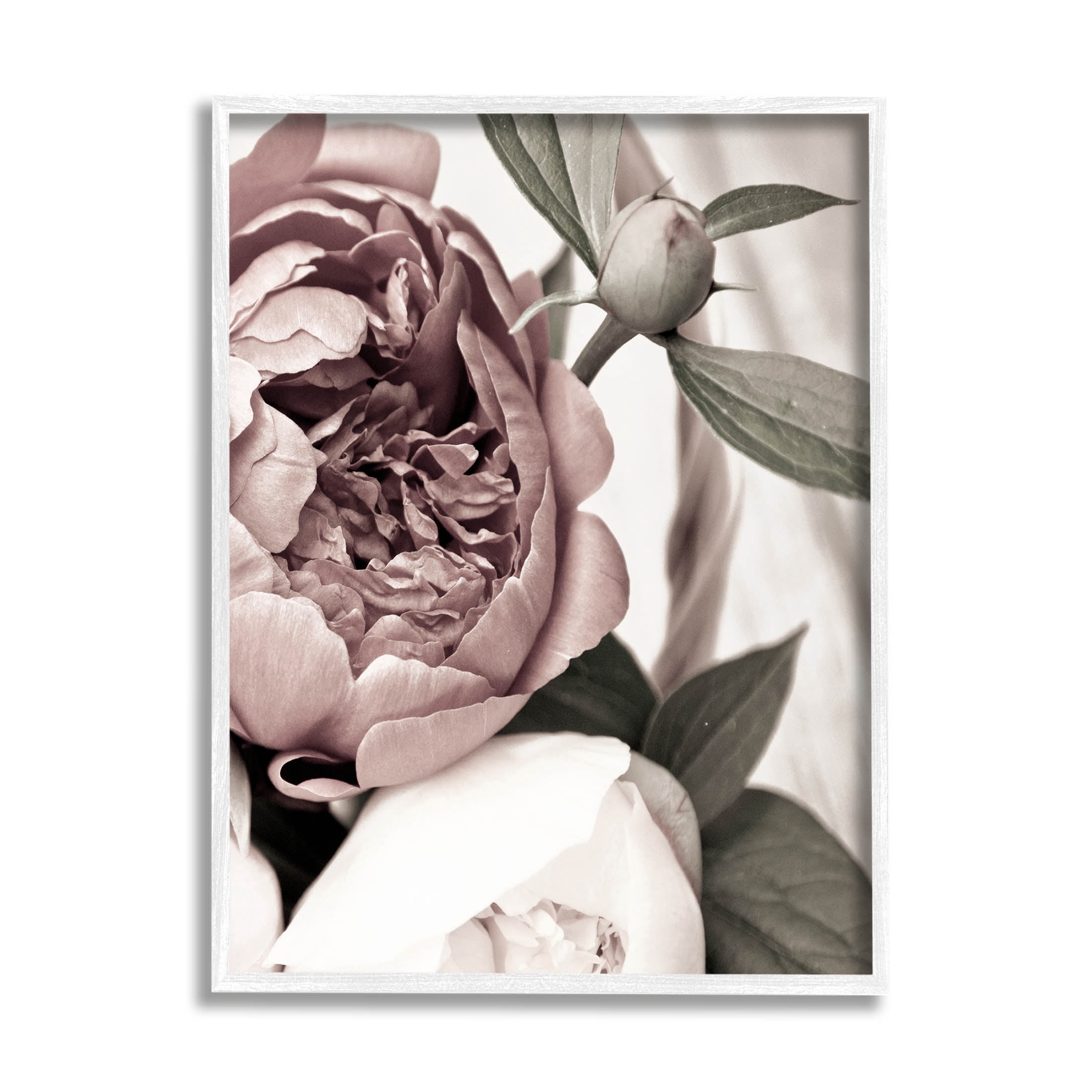 Blooming Peony Flower Buds Botanical & Floral Photograph White Framed Art Print Wall Art